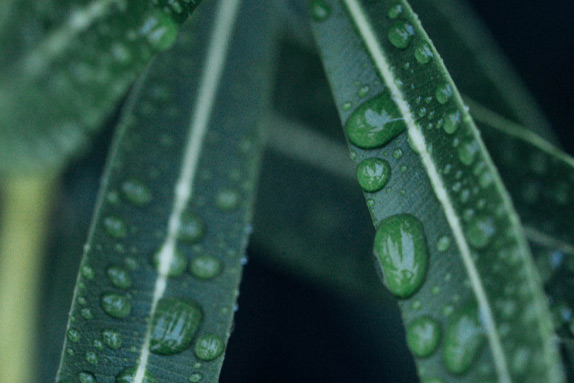 Protezione dell’ambiente banner